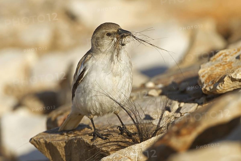 White-winged Snowfinch (Montifringilla nivalis), Adyaman, Turkey