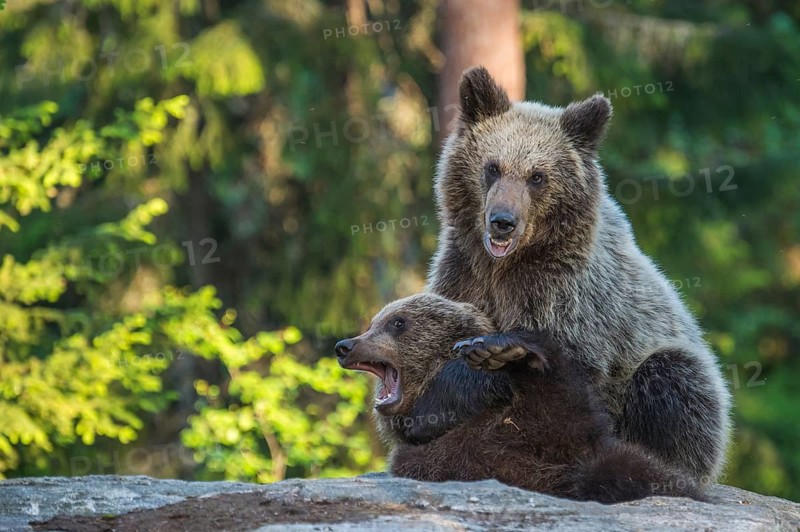 Eurasian Brown Bear (Ursus arctos) two fighting in forest, Finland