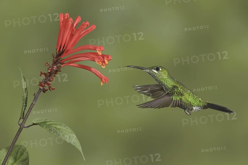 Green-crowned Brilliant (Heliodoxa jacula), Costa Rica
