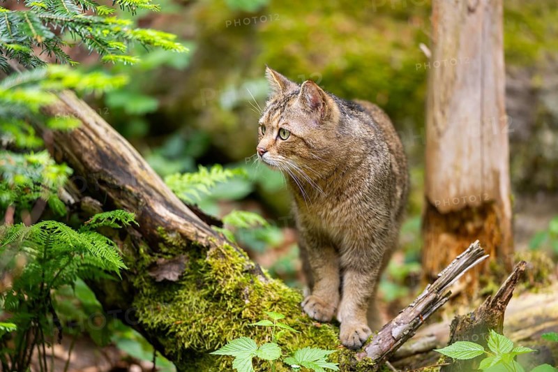 European wildcat (Felis silvestris silvestris) walking in a forest, Bavaria, Germany