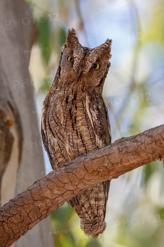 Eurasian Scops Owl (Otus scops), Lesvos, Greece