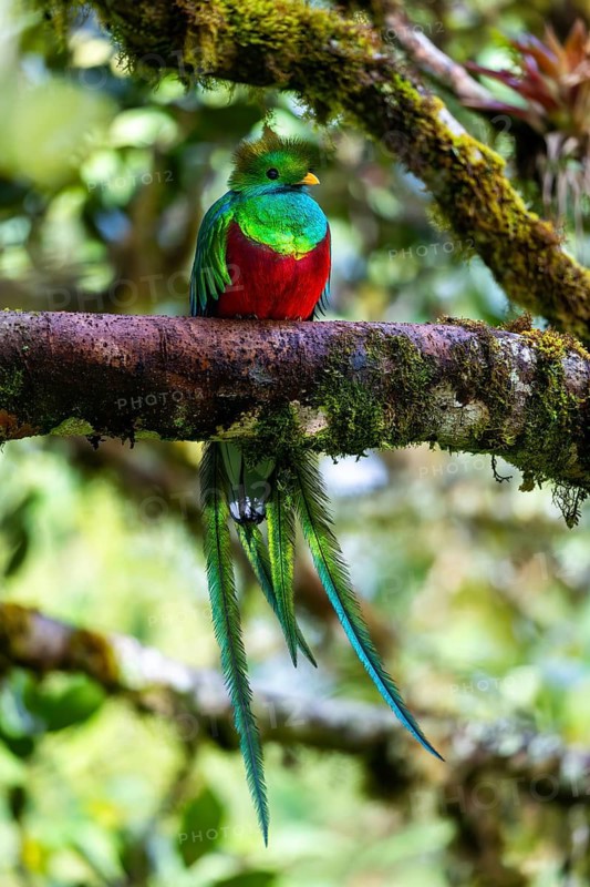 Quetzal (Pharomachrus mocinno), Trogons (Trogonidae), Central Mountain Range, San Jose Province, Costa Rica