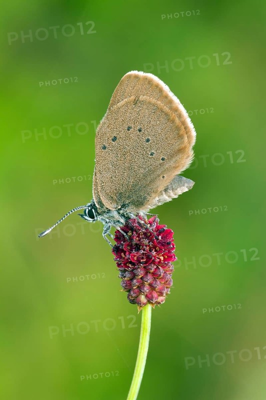 Dusky large blue, (Maculinea nausithous), Animals, Insects, Butterflies, Hesse, Federal Republic of Germany