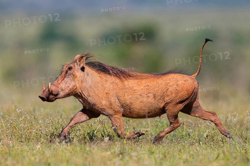 Warthog, (Phacochoerus africanus), animals, mammals, biotope, habitat, Africa, Addo Elephant National Park, Addo, Western Cape, South Africa