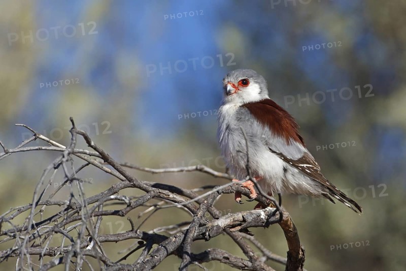 Pygmy Falcon (Polihierax semitorquatus) female, Northern Cape, South Africa