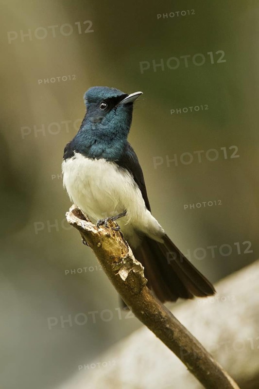 Satin Flycatcher (Myiagra cyanoleuca) male, Tasmania, Australia