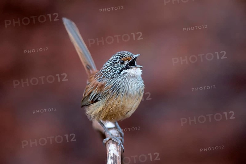 Striated Grasswren (Amytornis striatus whitei) singing from a branch, Western Australia, Australia