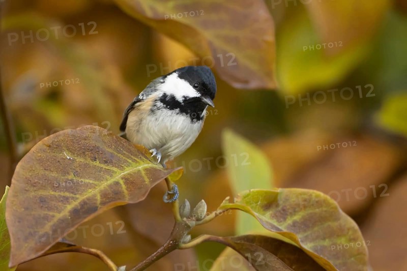 Coal tit (Periparus ater) adult garden bird in a Magnolia tree with autumn colour leaves, Suffolk, England, United Kingdom