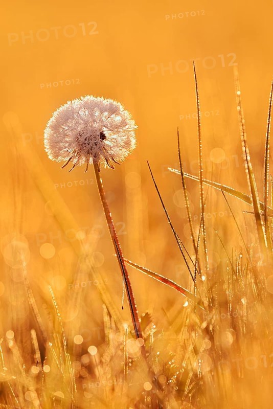 Common dandelion (Taraxacum officinale), fruit stand backlit at sunrise, North Rhine-Westphalia, Germany