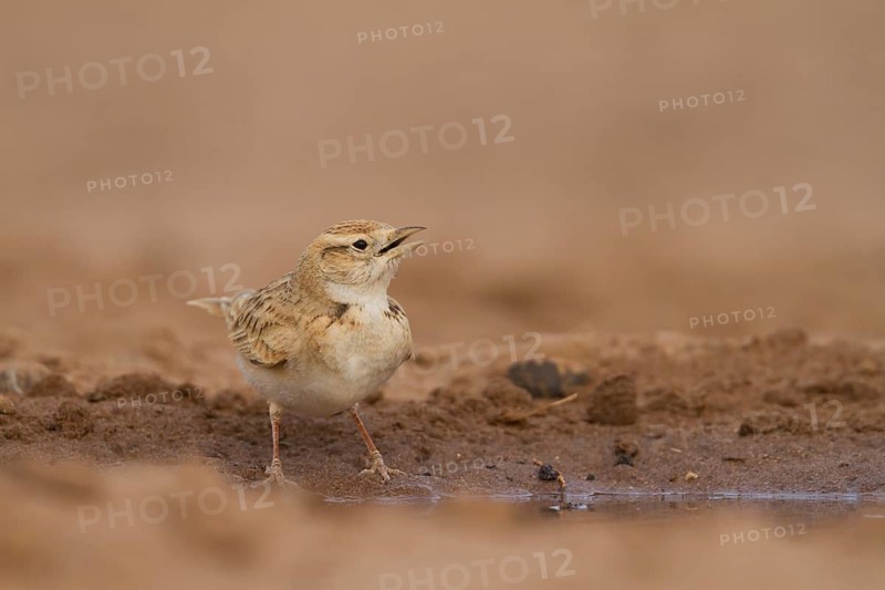 Short-toed Lark - Kurzzehenlerche - Calandrella brachydactyla ssp. rubiginosa, Morocco, adult