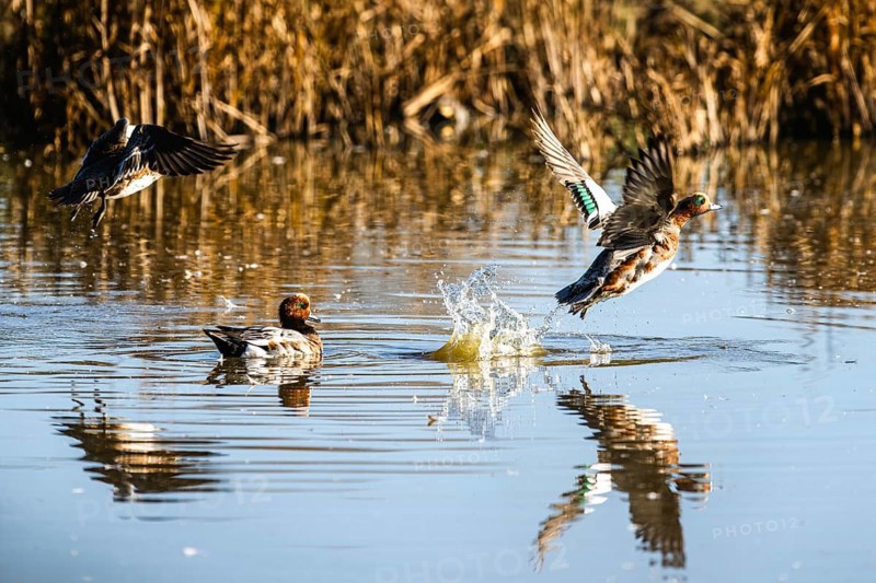 Eurasian Wigeon, Mareca penelope, birds in flight over marshes in Devon, England, United Kingdom