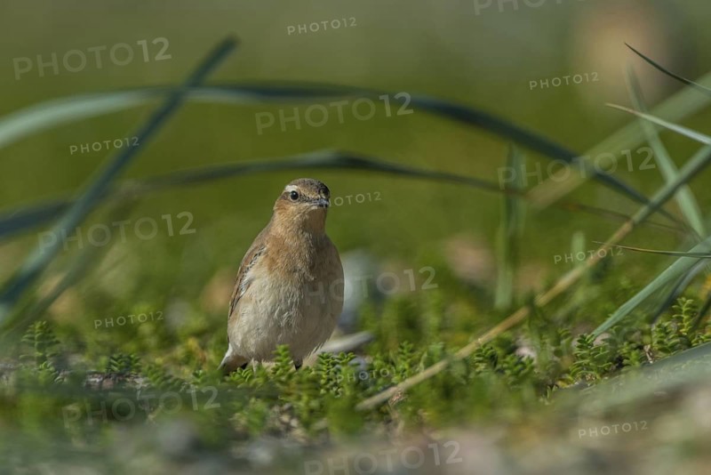 Northern Wheatear (Oenanthe oenanthe), Schleswig-Holstein, Germany