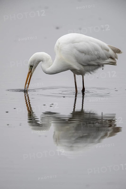 Great White Egret (Ardea alba), Emsland, Lower Saxony, Germany