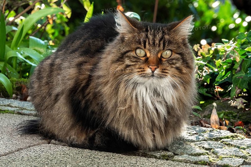 Cat, Norwegian Forest Cat, Baden-Württemberg, Germany