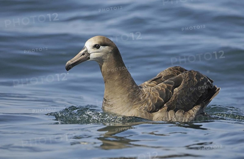 Black-footed Albatross (Phoebastria nigripes)