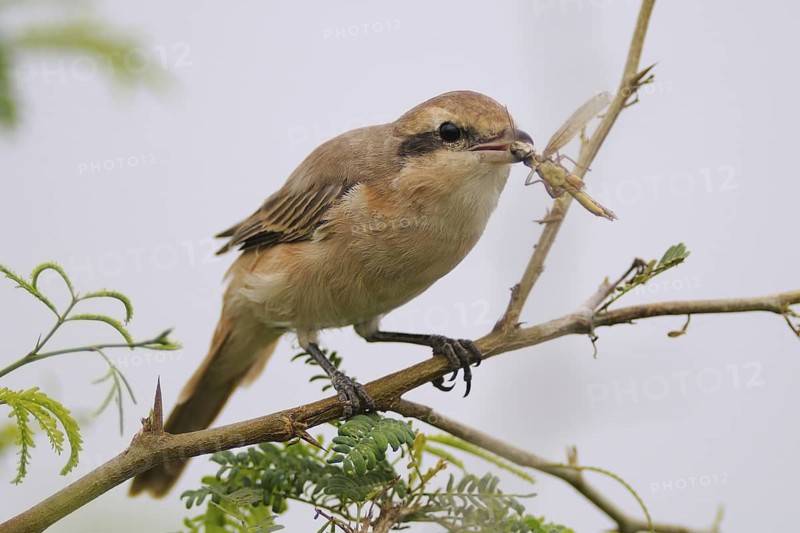 Red-tailed Shrike (Lanius phoenicuroides), India