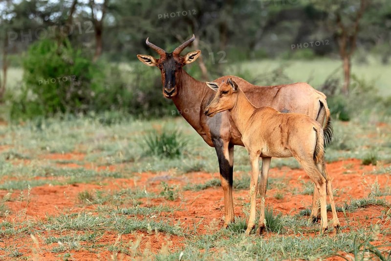 Tsessebe (Damaliscus lunatus), lyrebird, crescent moon antelope, adult, female, juvenile, Mokala National Park, Northern Cape, South Africa