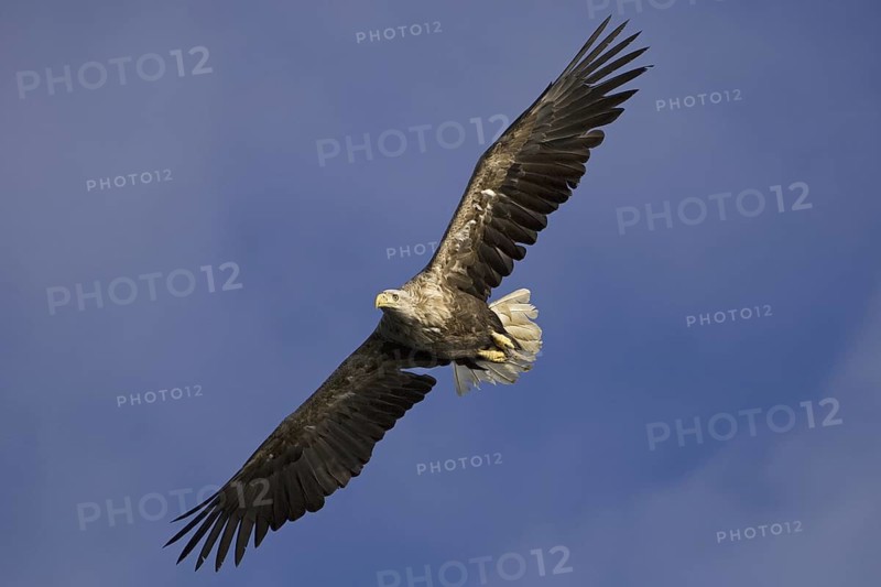 White-tailed Eagle (Haliaeetus albicilla) flying, Flatanger, Norway