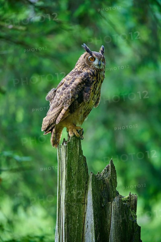 Eurasian eagle-owl (Bubo bubo), sitting alertly on tree trunk in forest, Bohemian Forest, Czech Republic