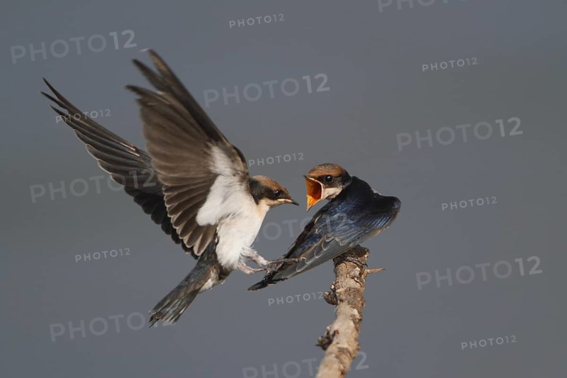 Wire-tailed Swallow (Hirundo smithii), Lake Baringo, Kenya