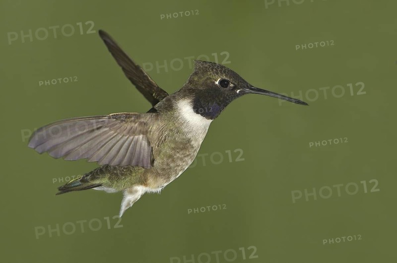 Black-chinned Hummingbird (Archilochus alexandri), Canada