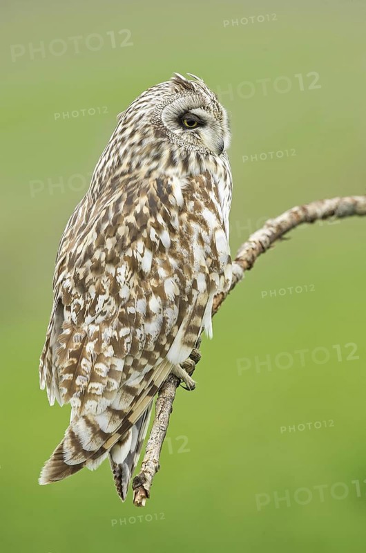 Short-eared Owl (Asio flammeus) perched on a branch, Emilia-Romagna, Italy