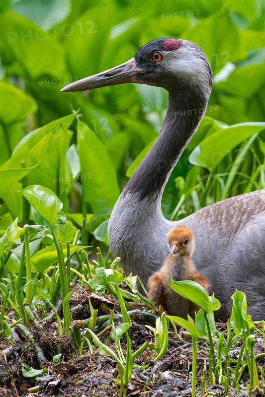 Crane (gurs grus) in nest with chicks, Feldberger Seenlandschaft, Mecklenburg-Vorpommern, Germany