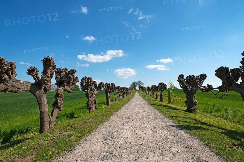 Trimmed festoon avenue of Tilia × europaea linden (Tilia × europaea), at Bothmar Castle, Klütz, Mecklenburg-Western Pomerania, Germany