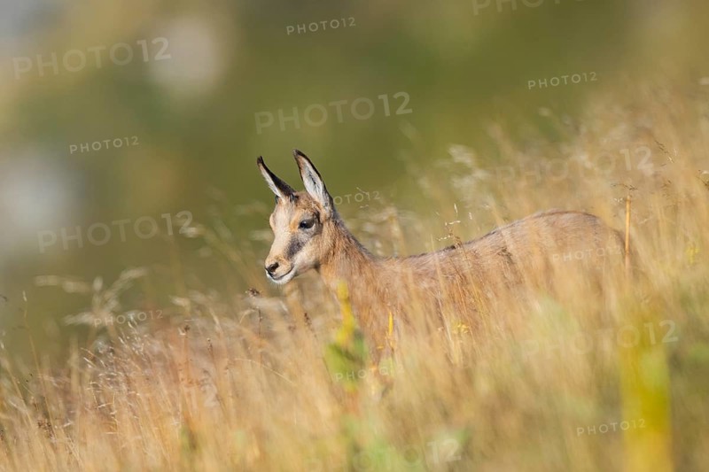 Chamois (Rupicapra rupicapra) youngster on a meadow in the Vosges Mountains, wildlife, France