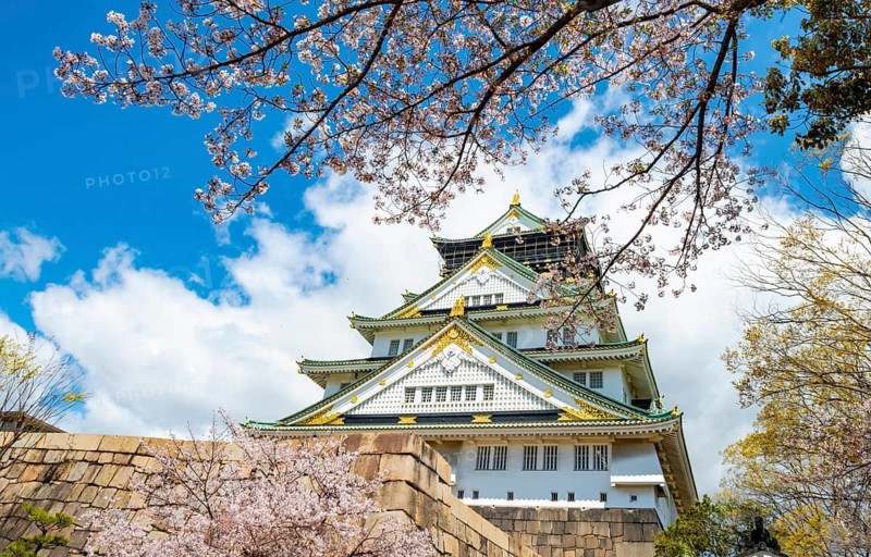 Osaka castle with blooming cherry trees in the park, Osaka Castle Park, Chuo-ku, Osaka, Japan
