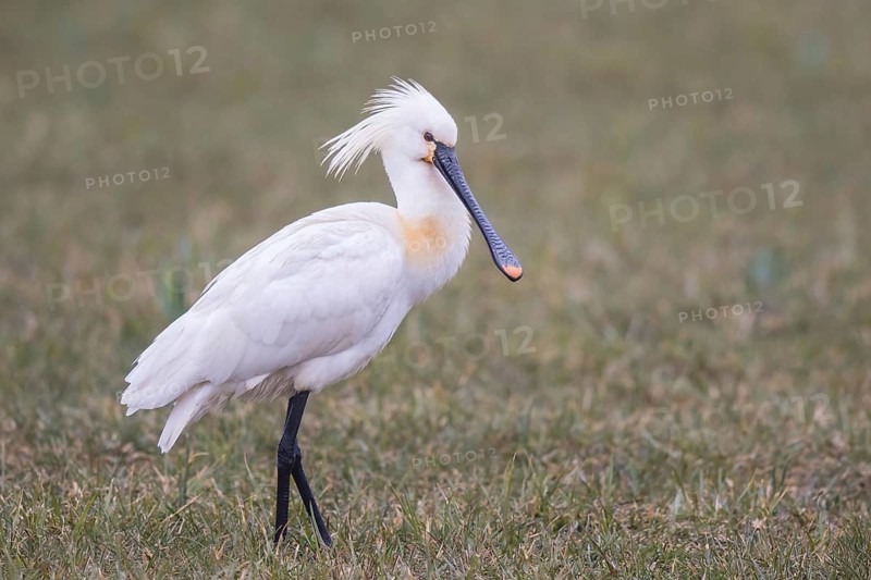 Eurasian Spoonbill (Platalea leucorodia), Netherlands
