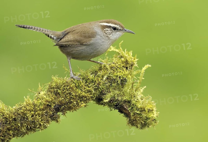 Bewick's Wren (Thryomanes bewickii), Canada
