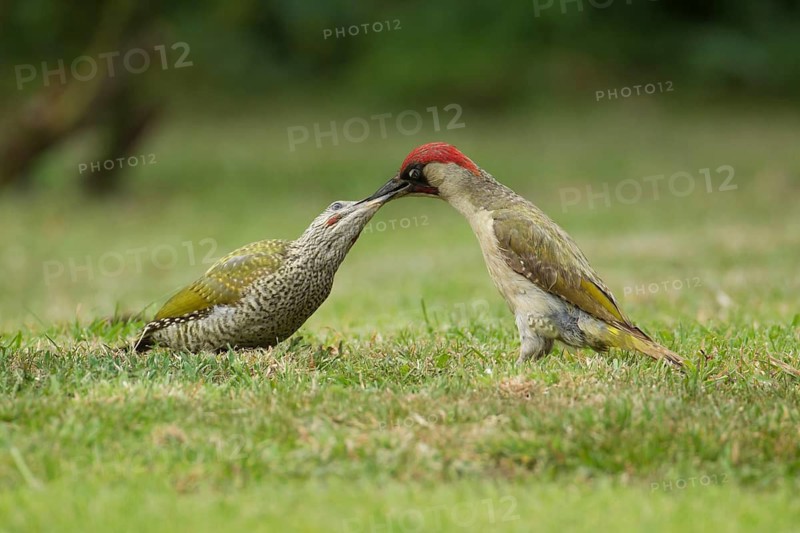 Green woodpecker (Picus viridis) adult bird feeding a juvenile young bird two birds on a garden grass lawn, Norfolk, England, United Kingdom