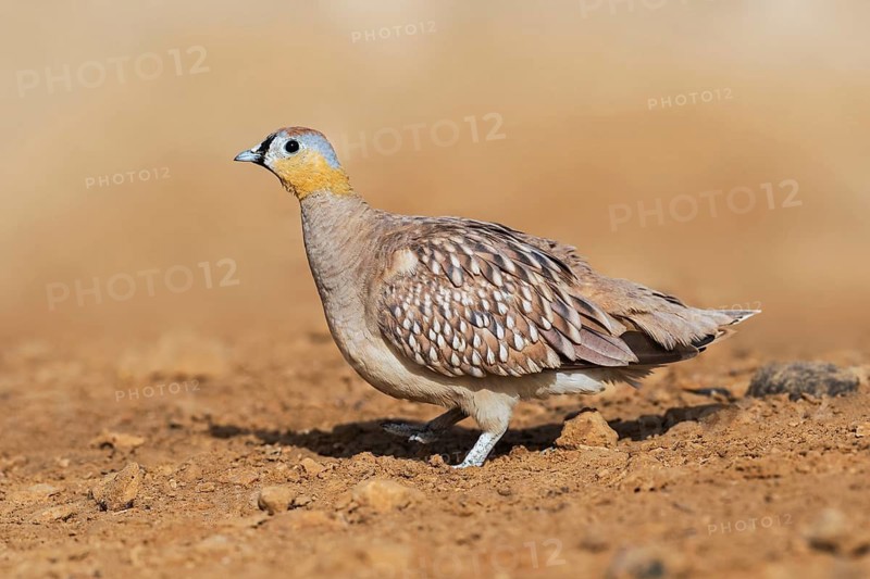 Crowned Sandgrouse (Pterocles coronatus) male, Negev, Israel