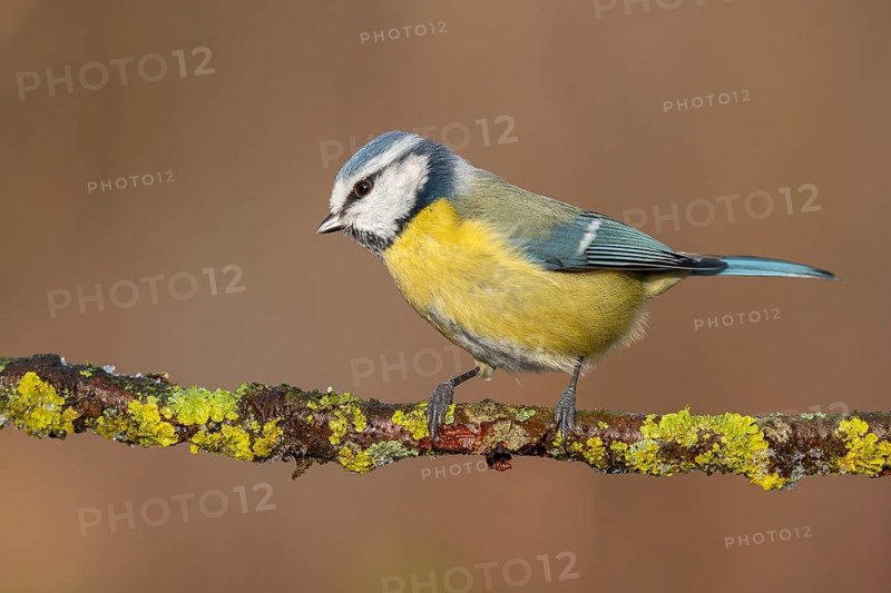 Eurasian Blue Tit (Cyanistes caeruleus) perched on a branch, Lower Saxony, Germany