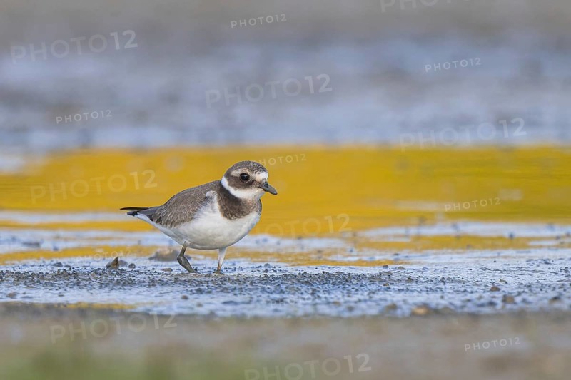 Common Ringed Plover (Charadrius hiaticula) foraging, North Rhine-Westphalia, Germany
