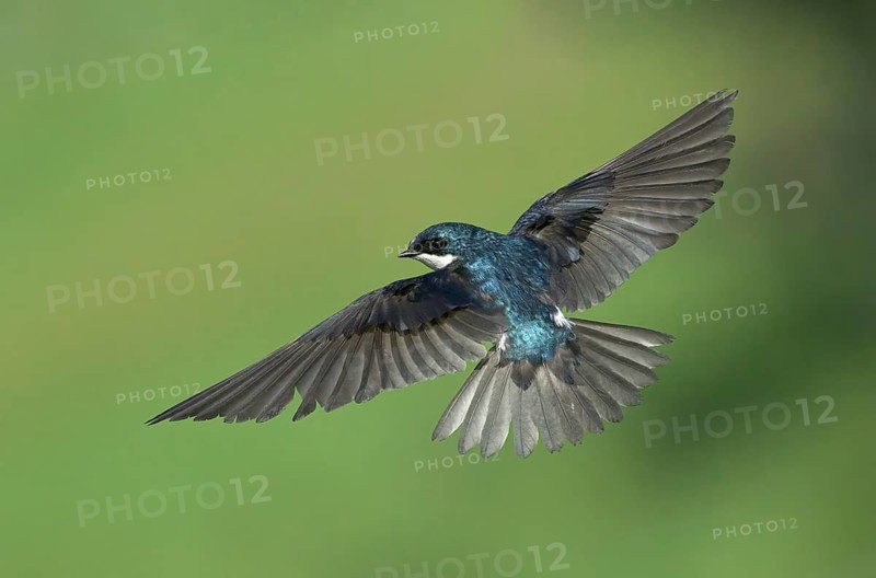 Tree Swallow (Tachycineta bicolor) flying, Colorado, USA