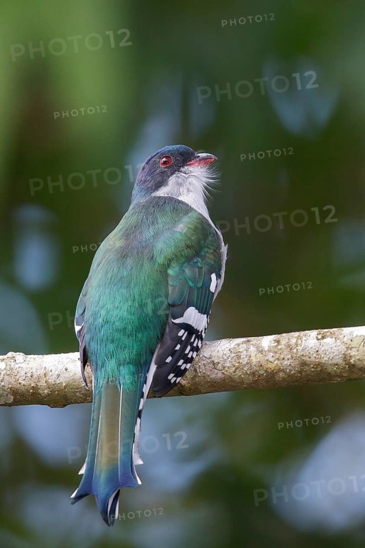 Cuban Trogon (Priotelus temnurus) perched on a branch in Cuba