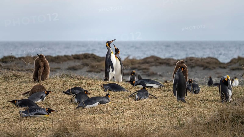 King penguins (Aptenodytes patagonicus), colony with adult birds and brown chicks on grassy area on the seashore, Parque Pingüino Rey, Bahía Inútil, Tierra del Fuego, Chile