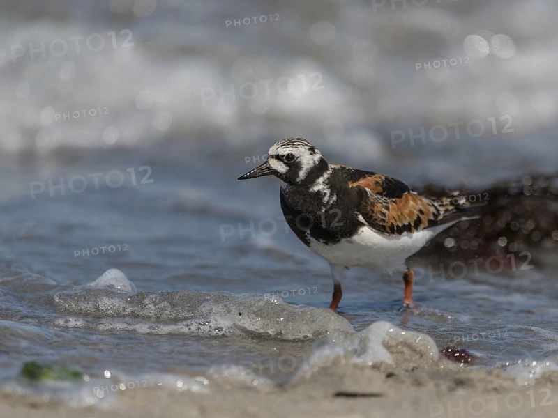 Ruddy Turnstone (Arenaria interpres), Schleswig-Holstein, Germany