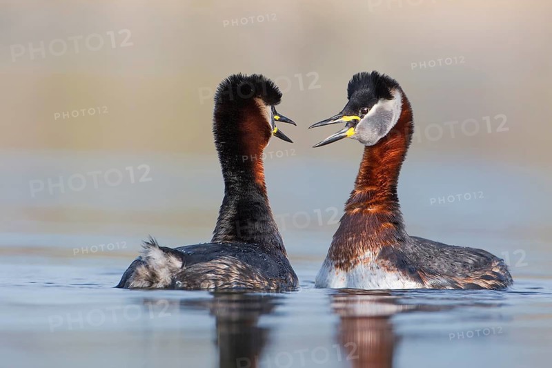 Red-necked Grebe (Podiceps grisegena) pair displaying, Saxony-Anhalt, Germany