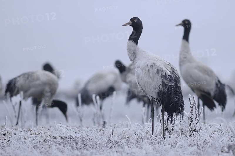 Black-necked Crane (Grus nigricollis), Dashanbo, China