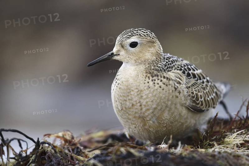 Buff-breasted Sandpiper (Calidris subruficollis), Asturias, Spain
