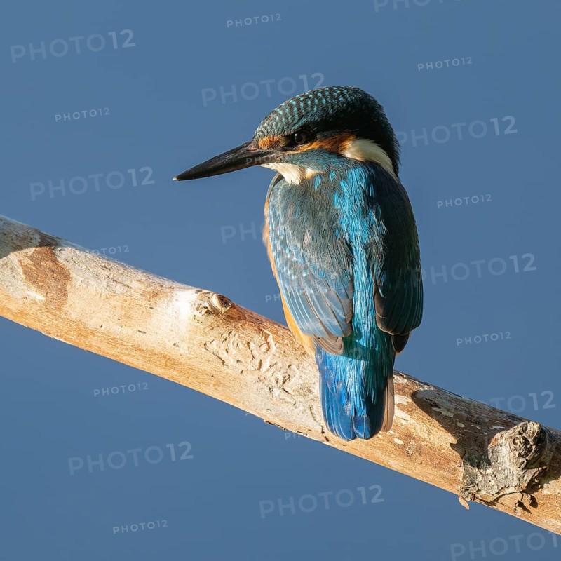 Kingfisher (Alcedo atthis) sitting on an old branch, perch and looking for prey, blue water behind, Lower Saxony, Germany