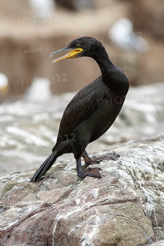 European Shag (Phalacrocorax aristotelis) adult portrait, Farne Islands, United Kingdom