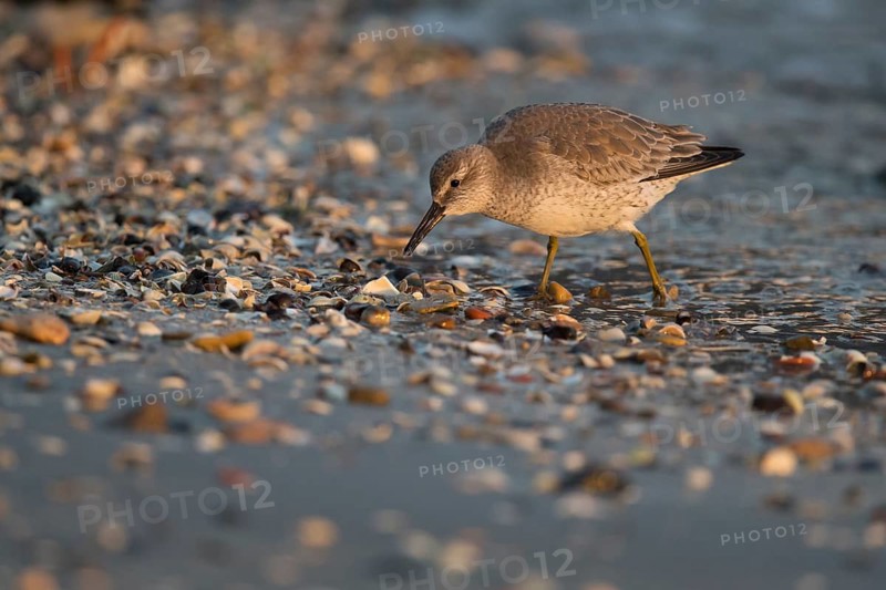 Red Knot (Calidris canutus) juvenile foraging at shoreline, Vlieland, Netherlands