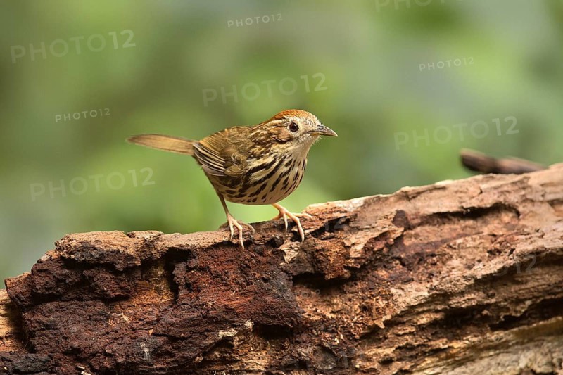 Puff-throated Babbler (Pellorneum ruficeps shanense), Yunnan, China