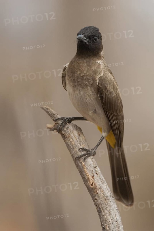 Common Bulbul (Pycnonotus barbatus), Hwange, Zimbabwe