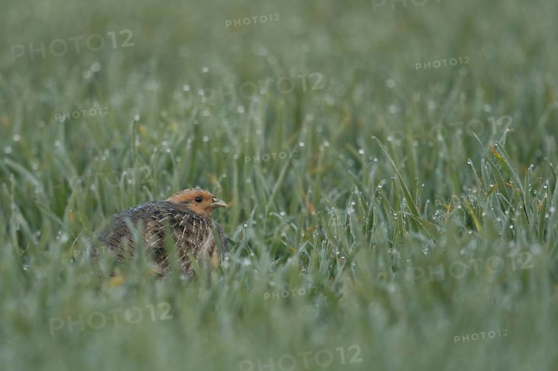 Grey Partridge (Perdix perdix) perched in field, North Rhine-Westphalia, Germany