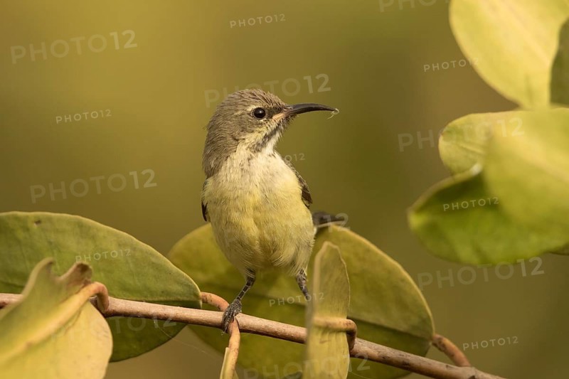 Beautiful Sunbird (Cinnyris pulchellus) female, Gambia